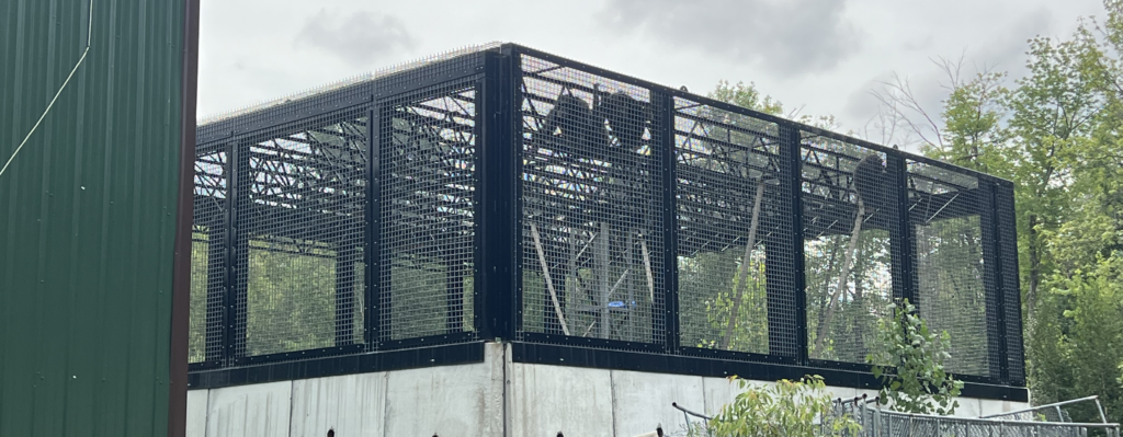 chimpanzees in an outdoor cage