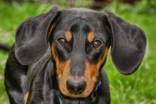 Dachshund face for annual report dachshund face