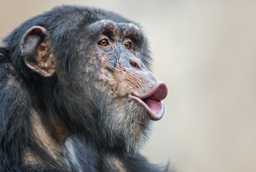 close up of a chimpanzee