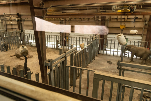 elephants inside barren zoo enclosure of dirt and metal stalls