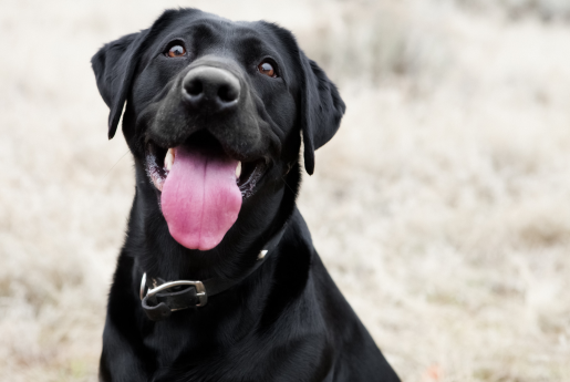 profile of a black lab