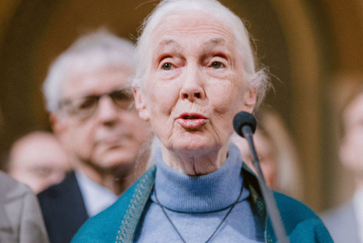 Jane Goodall Jane Goodall speaking