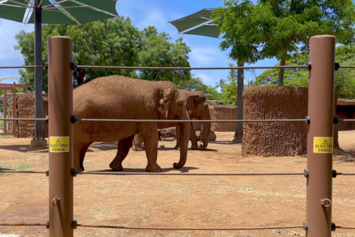 Two elephants walking in a dirt enclosure