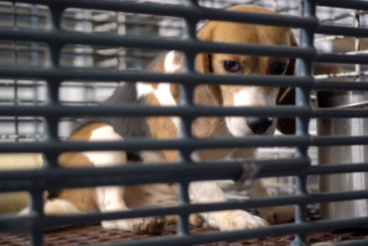beagle looks out from behind a wire cage
