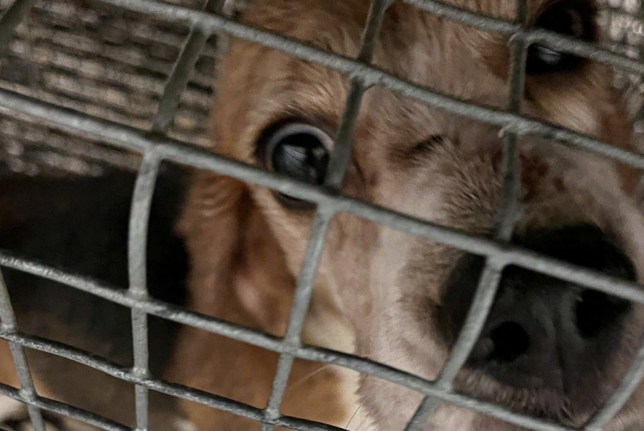 close up of a scared beagles in a wire cage
