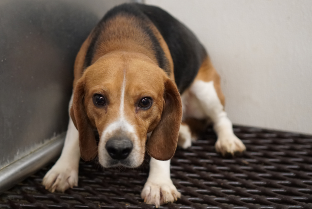 scared beagles on wire cage floor
