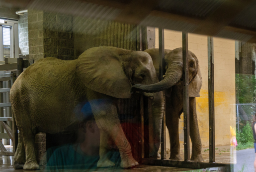 Elephant hugging another elephant through metal bars with their trunk