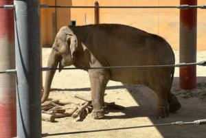 Elephant on dirt behind wires. 