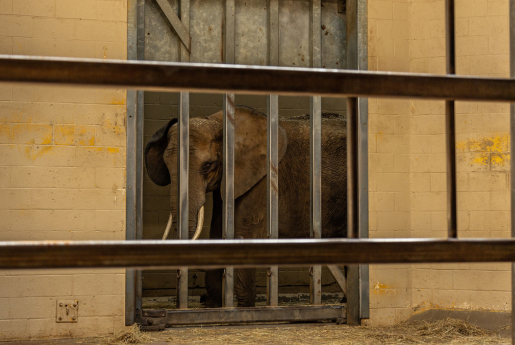 elephant peers out from behind two layers of metal bars 