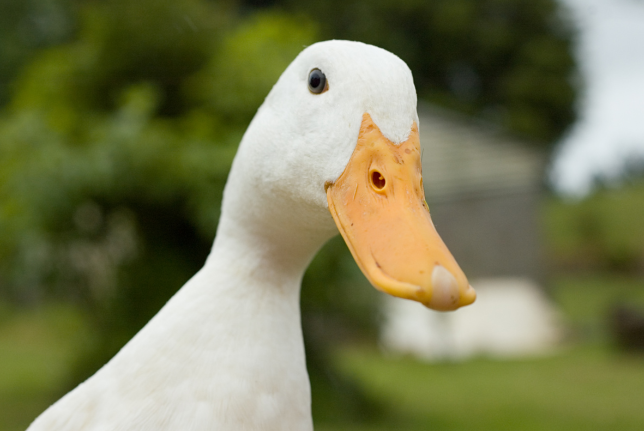 duck duck looking at camera